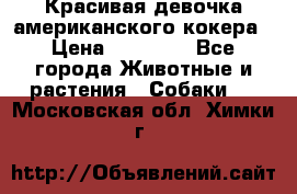 Красивая девочка американского кокера › Цена ­ 35 000 - Все города Животные и растения » Собаки   . Московская обл.,Химки г.